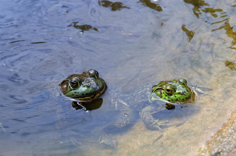 two green frogs or perhaps toads in a pond