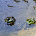 2227-green frog