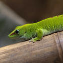 2228-green gecko