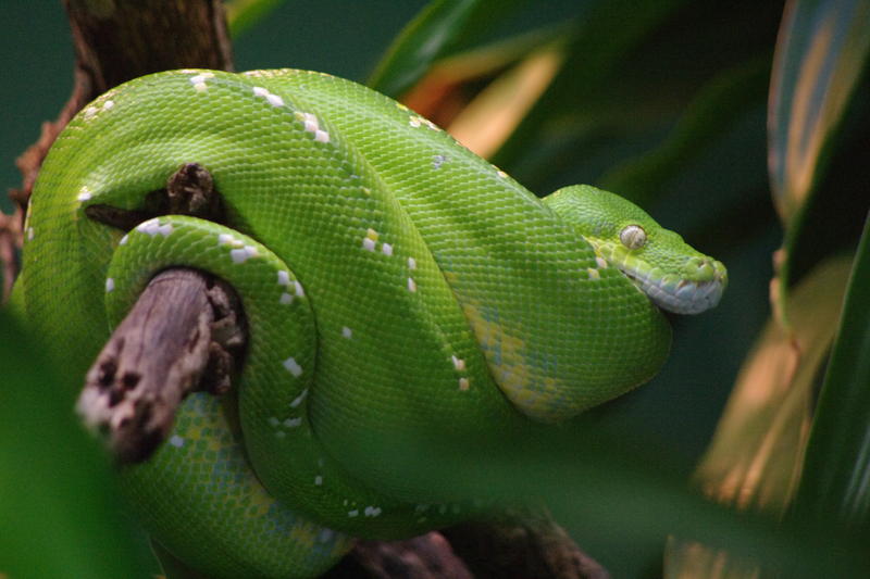 a green tree python coiled around a tree branch, Morelia viridis