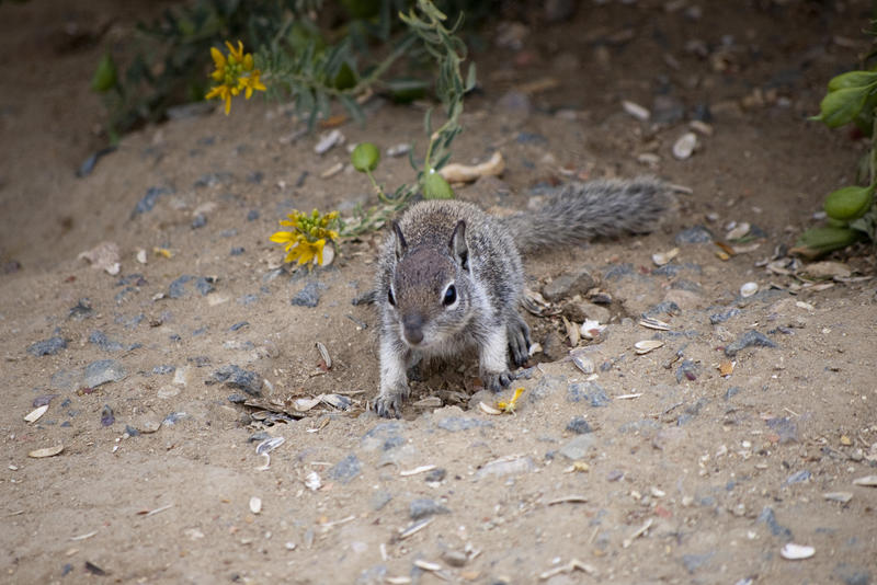 a squirrel emerging from cover, one of many rodents in the squirrel family