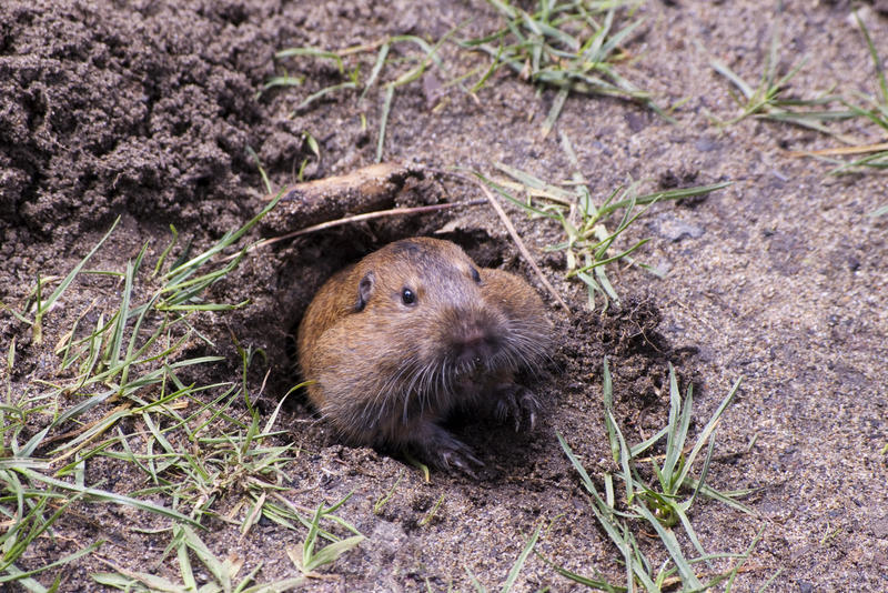 a groundhog emerging from a burrow