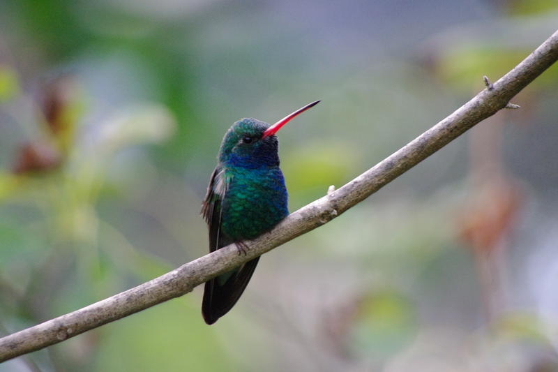 a broadbill honey sucker bird