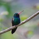 2197-broadbill honeysucker