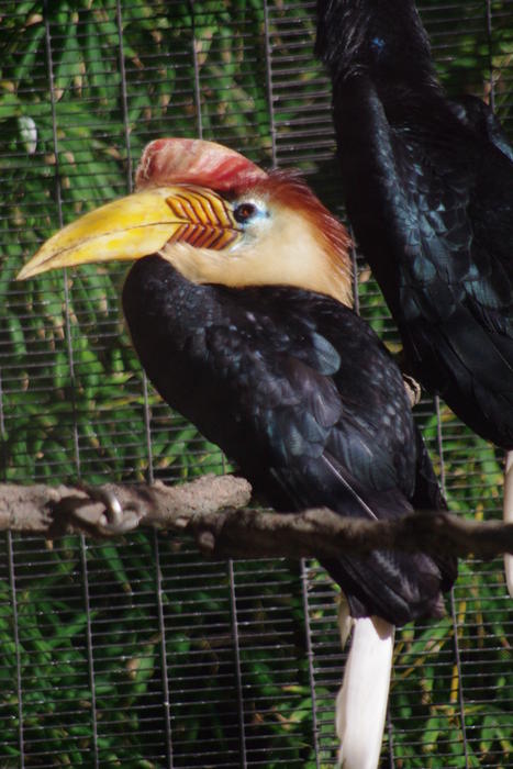 distinctive beek of a hornbill