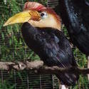 2198-hornbill