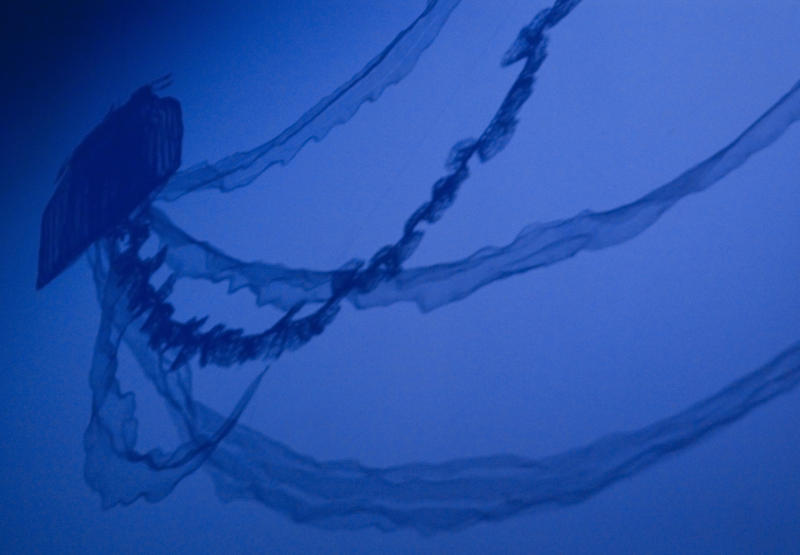 the shadow cast by a large jellyfish