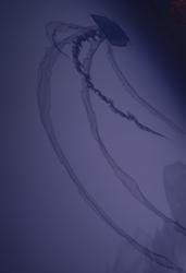 2184-jellyfish shape