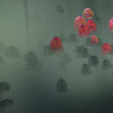 2185-a fluther of jellyfish