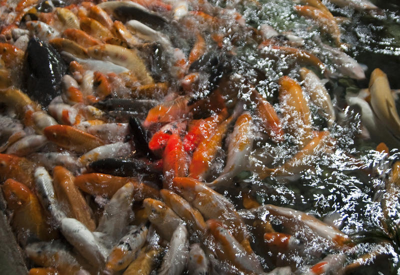 a pond seething with koi carp fish