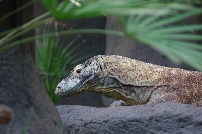 The komodo dragon is the largest living lizard