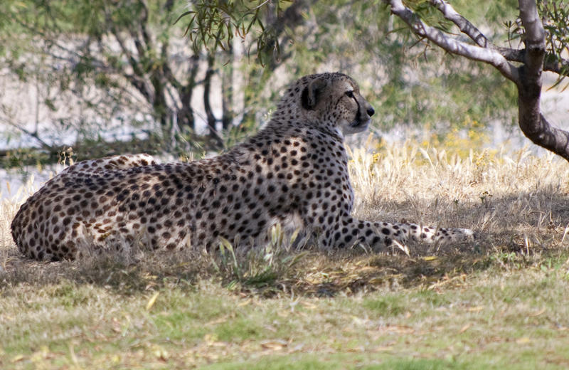 a leopard resting under a tree on a hot day