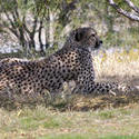 2233-leopard