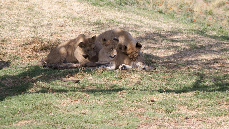 a pride of playful lions resting under a tree