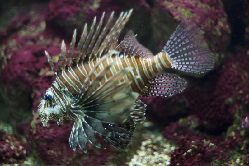 the distinctive fins and striped on a lion fish