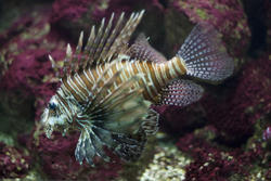2235-lionfish