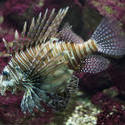 2235-lionfish