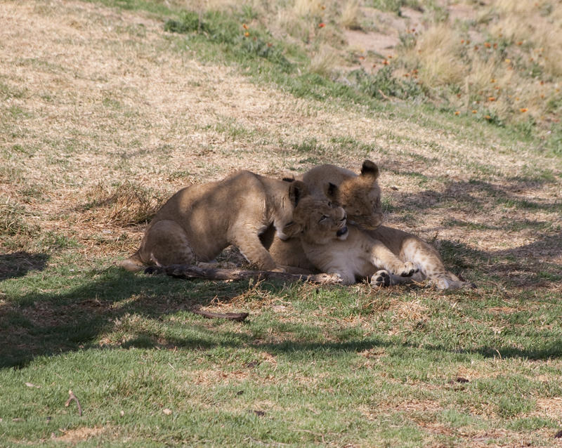 a pride of playful lions under the shade of a tree