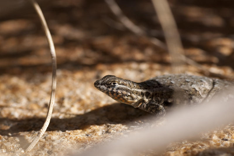 one of the many species of lizard basking in the sunlight