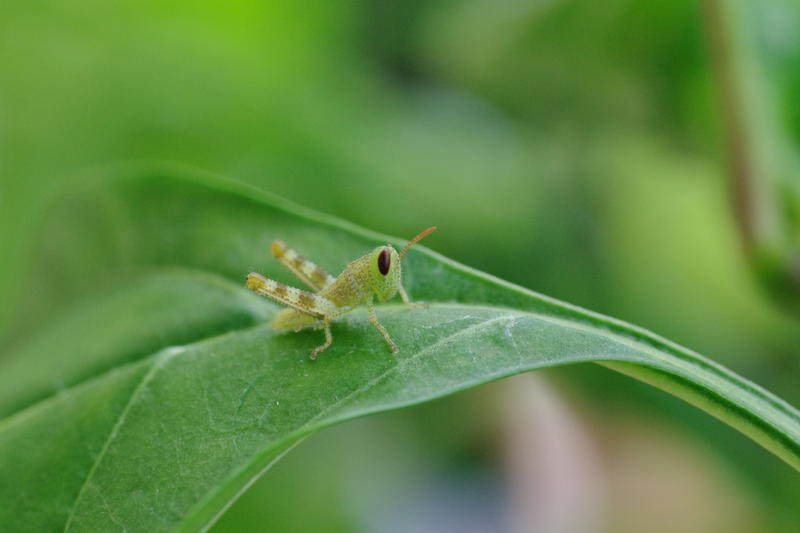 green coloured small locust restng on a leaf