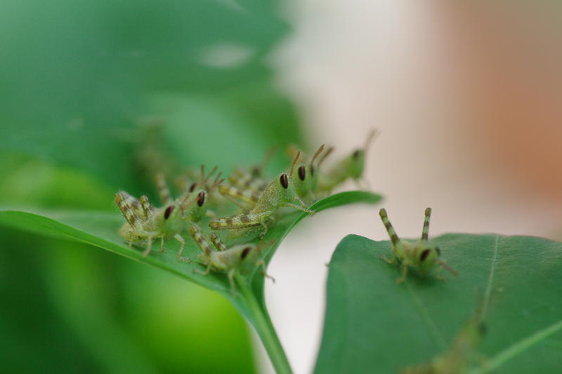 swarm green coloured small locust resting on a green leaf