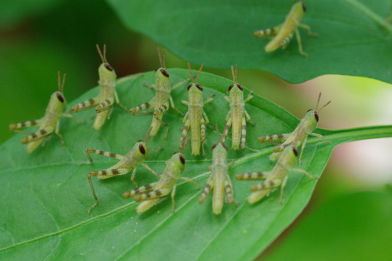 a group of small green coloured locust resting on a leaf