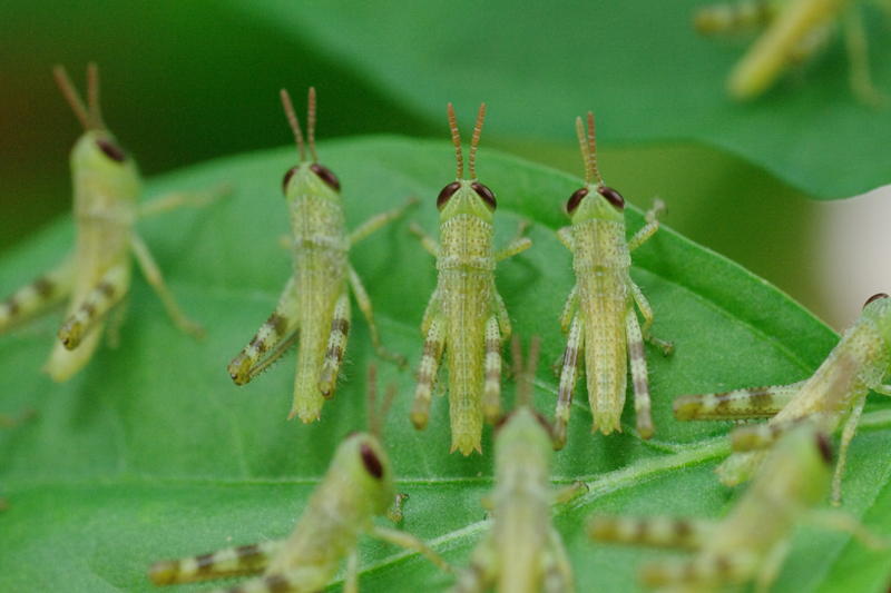 a plant covered in small green coloured  locust
