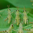 2243-locust plague