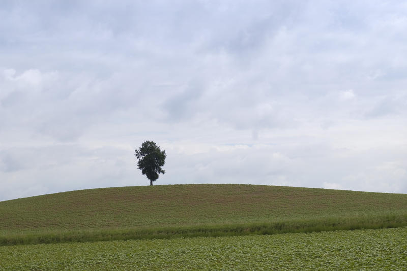 a single tree standing alone in the middle of a field