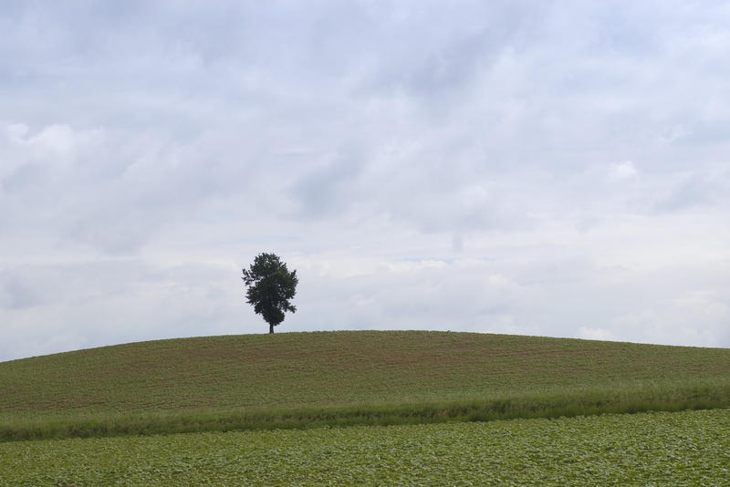 2800-one tree in a field