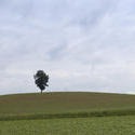 2800-one tree in a field