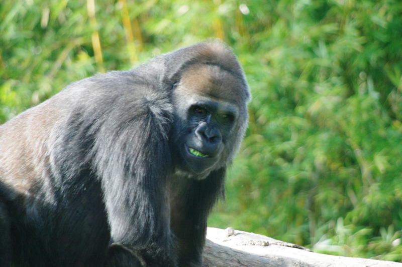 a fearsome looking gorilla with clenched teeth