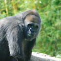 2244-mad gorilla