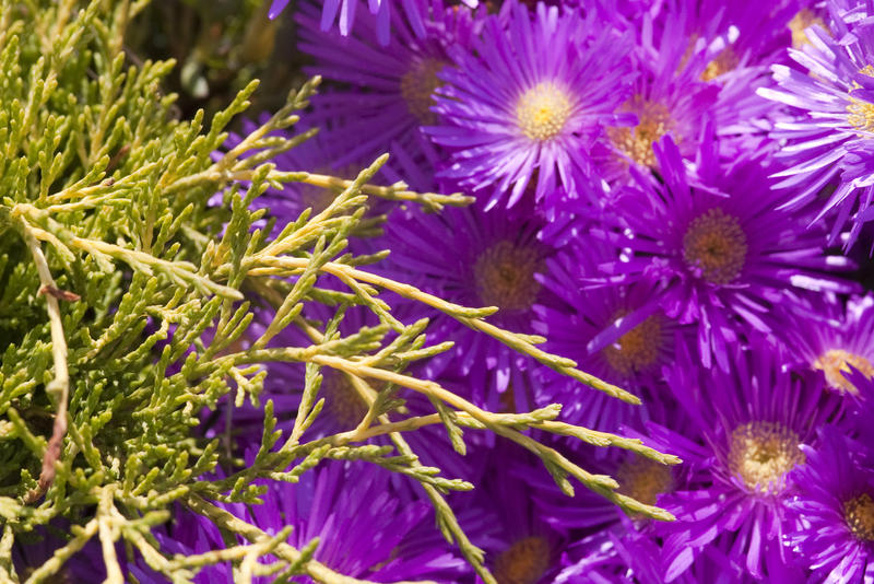 a bight pink bloom of fine narrow petals in a bedding garden