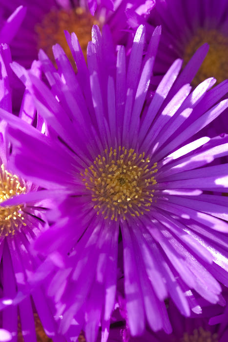 a bight pink bloom of fine narrow petals