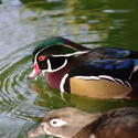 2199-male and female wood duck