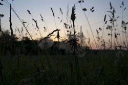 2794-summer meadow sunset
