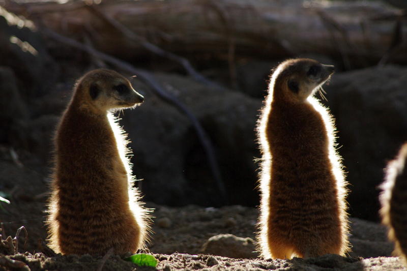 a pair of meerkats standing tall
