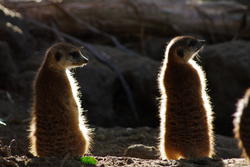 2245-meerkat watching