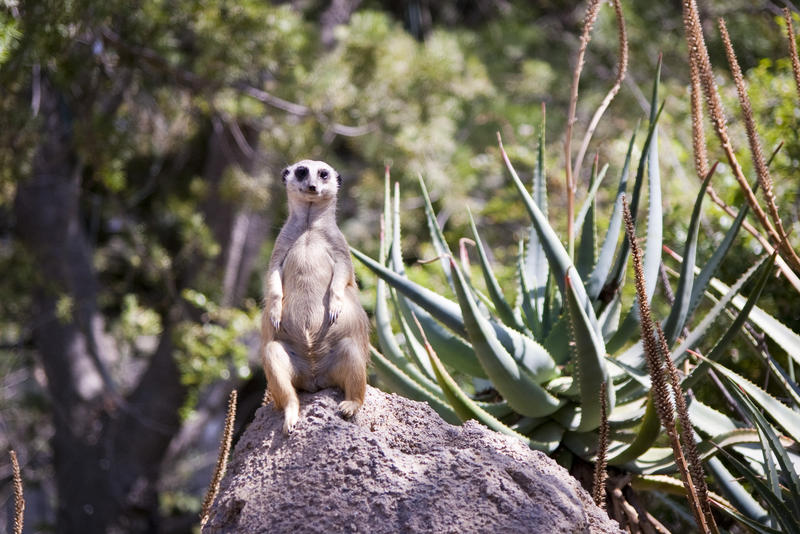 a lone vigilant meerkat stood on an ant hill