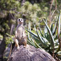 2246-meerkat lookout