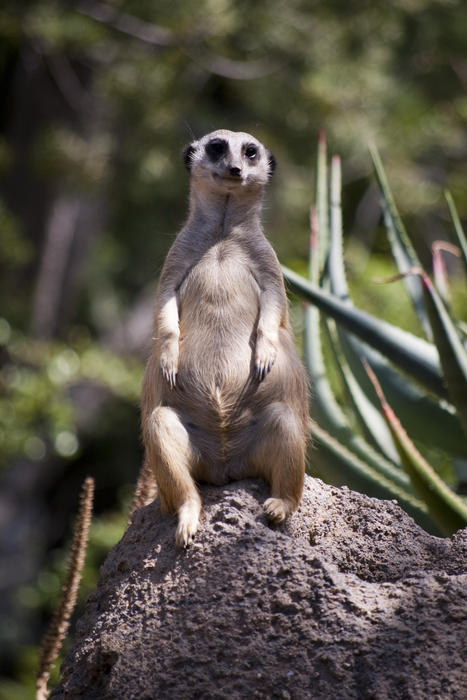 a meerkat lookout keeping watch for danger