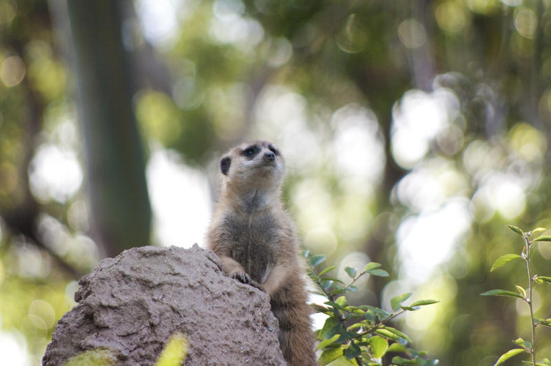 a meerkat keeping watch for the rest of the gang