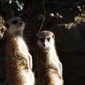 2251-two meerkats