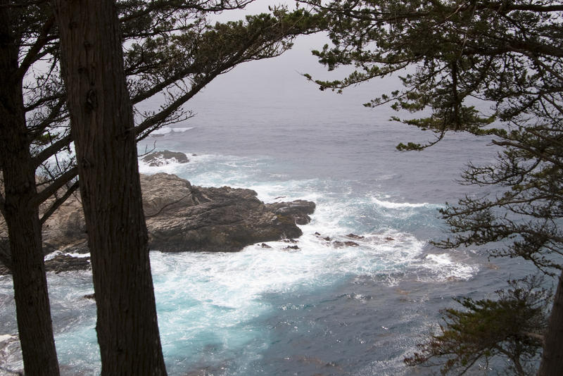 cypress trees and blue water on californias monterey coast