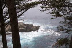 2598-monterey coast cypresses