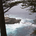 2598-monterey coast cypresses