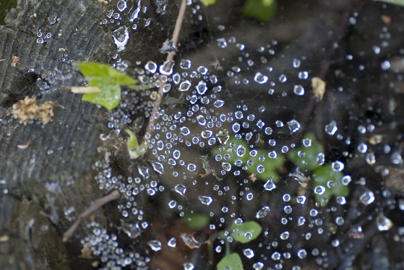 morning dew forming droplets of water on a spiders web