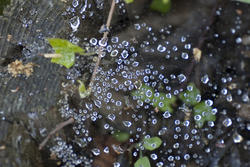 2797-spider web dew