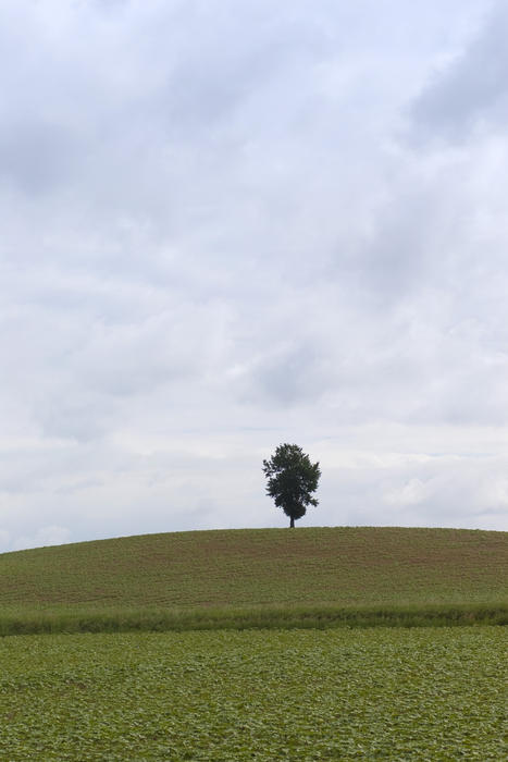 a single lone tree in the middle of a field of crops